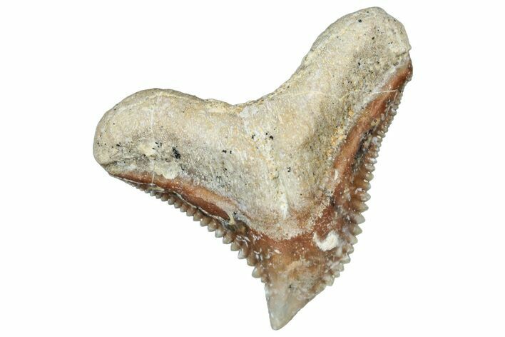 Tiger Shark (Galeocerdo Eaglesomi) Tooth - Dakhla, Morocco #321948